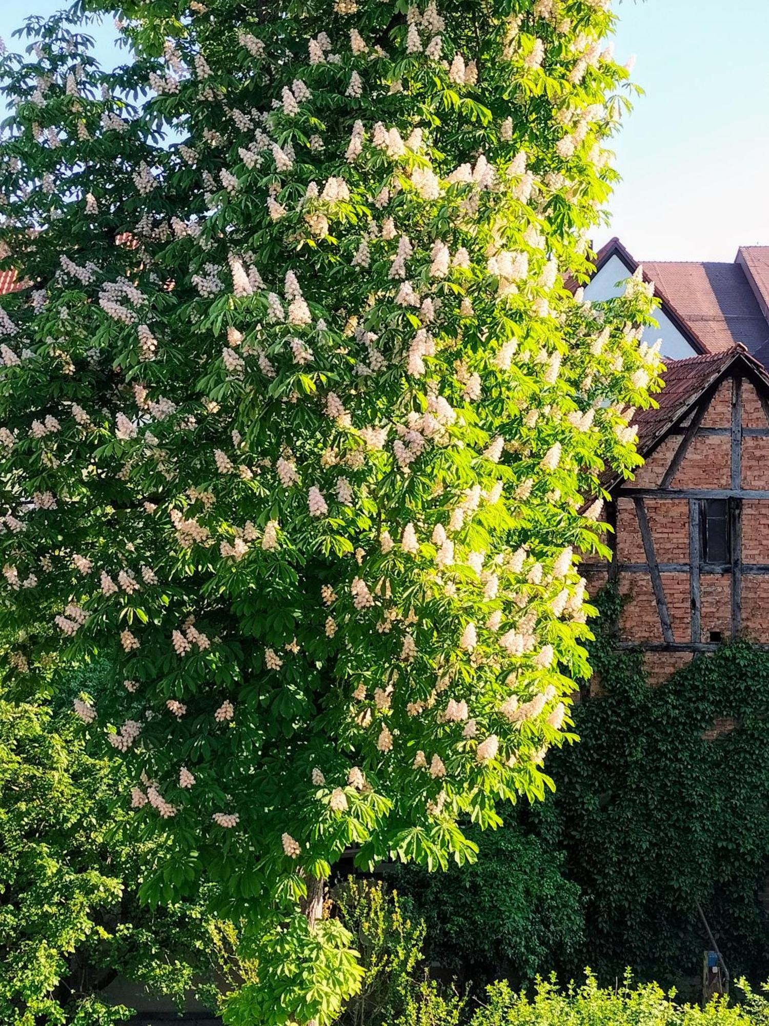 Alte Stadtmauer - Apartment Sinsheim Eksteriør bilde